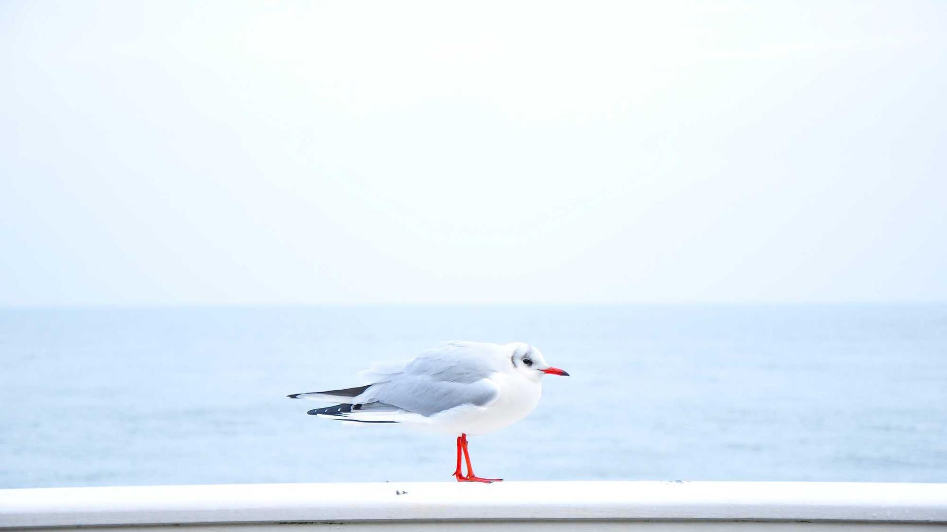 Sed aut voluptatum perferendis provident.